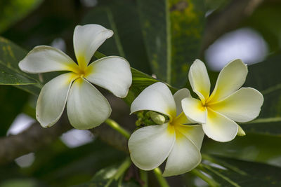 Close-up of white flowering plant