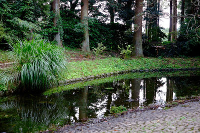 View of canal passing through forest