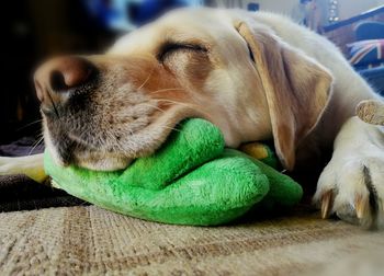 Close-up of dog sleeping