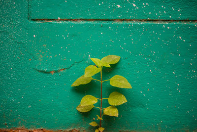 High angle view of leaves on table against wall