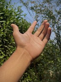 Cropped hand of person against plants