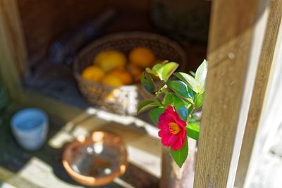 Close-up of flowers at home