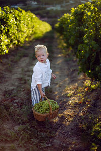 Boy child blonde at sunset carries a basket of green grapes in the vineyard