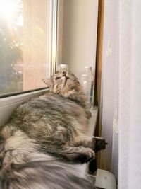 Cat resting on window sill