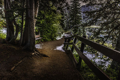 Low angle view of trees in forest