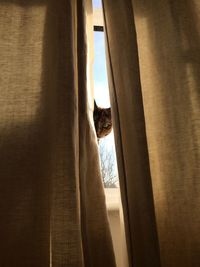 View of an animal against sky seen through window