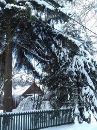 Low angle view of frozen tree against sky during winter