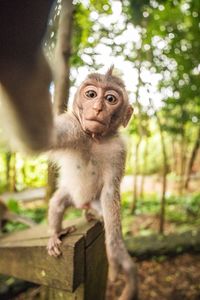 Portrait of monkey sitting on tree