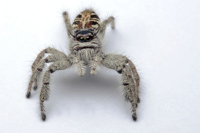 Close-up of spider on white background