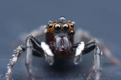 Close-up portrait of an insect