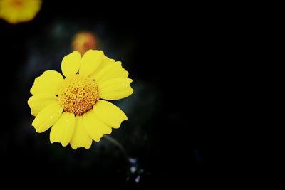 Close-up of yellow flowering plant against black background