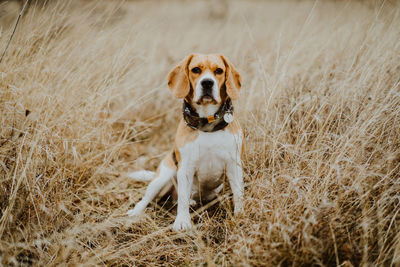 Portrait of dog running on field