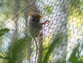 Portrait of a monkey in cage