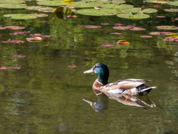 Duck swimming in lake