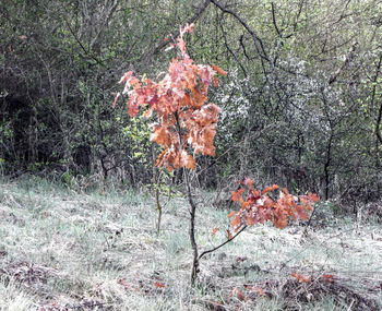 Plants growing on field in forest