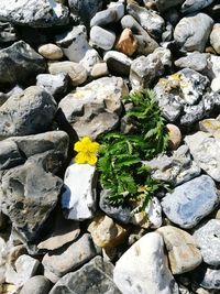 Close-up of leaves on rock