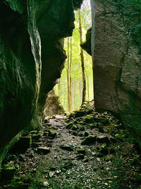 Plants growing on rocks in forest