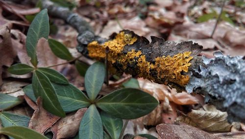 Close-up of plants during autumn