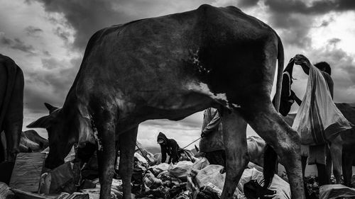 Horses on field against sky