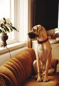 Great dane sitting on sofa at home