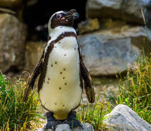 Close-up of penguin on rock