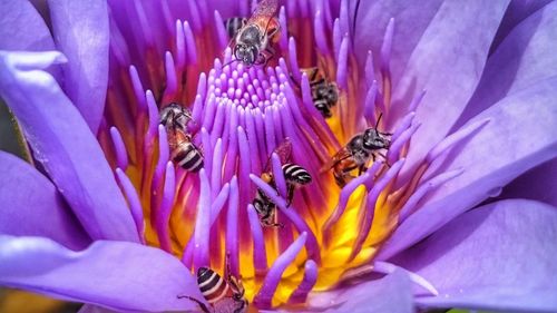 Close-up of bee on purple flower