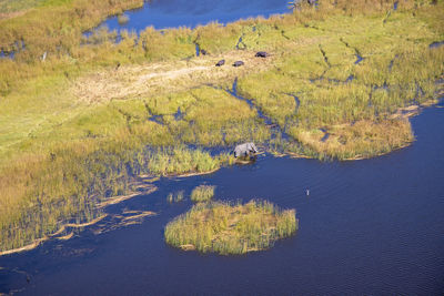 Aerial view of elephant is walking in shallow water of okavango river delta