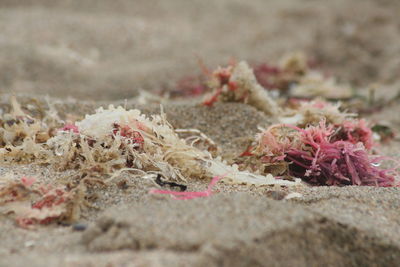 Close-up of pink sand on beach