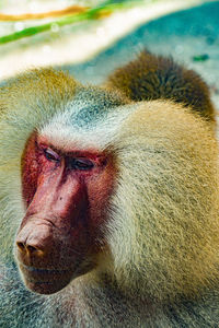 Close-up portrait of a monkey