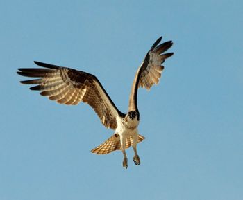 Bird flying against clear sky