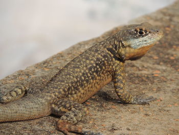 Lizard on the wall