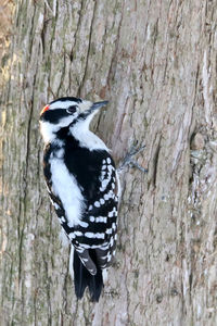 Close-up of bird perching on tree trunk