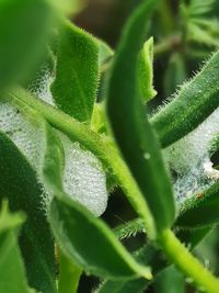 Close-up of succulent plant