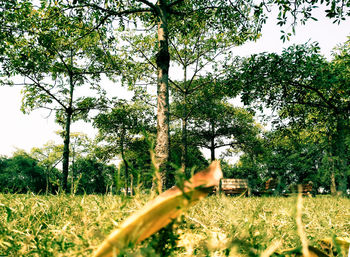 View of trees on field