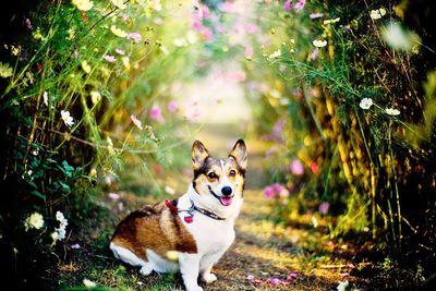 View of dog in field