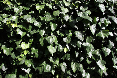 Ivy wall in the sun.