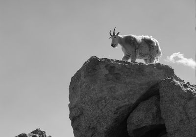 Low angle black and white landscape of a mountain goat standing on a boulder on mount evans