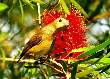 Close-up of a bird perching on plant