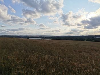 Scenic view of agricultural field against sky