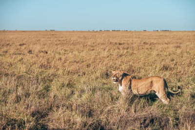 View of cat on field