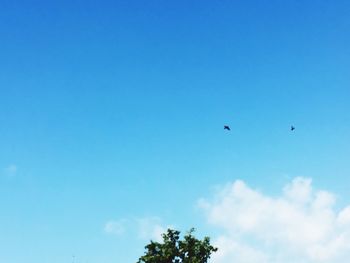 Low angle view of bird flying against blue sky