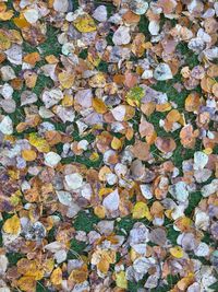 High angle view of dry leaves on ground