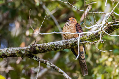 Low angle view of bird perching on branch