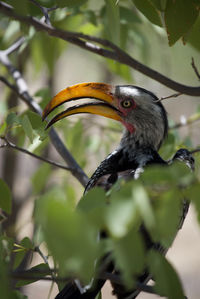 Close-up of bird perching on branch
