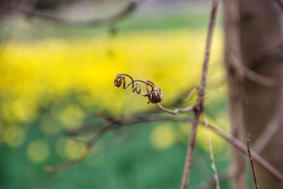 Close-up of bee on flower