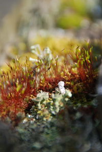 Close-up of plant