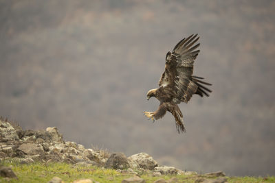 Bird flying over rock