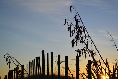 Low angle view of silhouette trees against sky