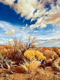 Plants growing on land against sky