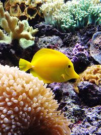 Close-up of fish underwater